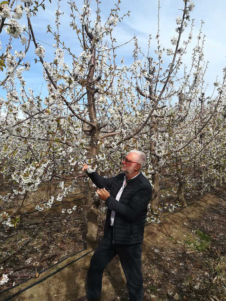 Miguel Szpiniak, estudiando una plantacin de cerezos en flor