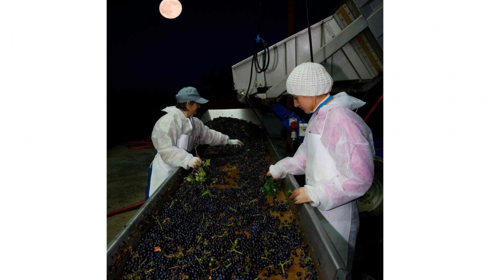 Para muchos de los vinos de Quinta de Aves se selecciona la uva de forma manual tras la vendimia nocturna