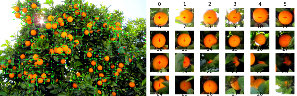 Figura 2. Etiquetado de imgenes sobre imagen completa (izquierda) y diferentes casos de naranjas etiquetadas (derecha)