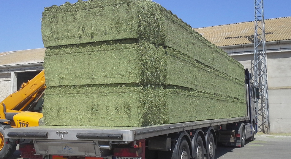 Campaa de alfalfa en Espaa con produccin muy baja y aceptable en trminos comerciales