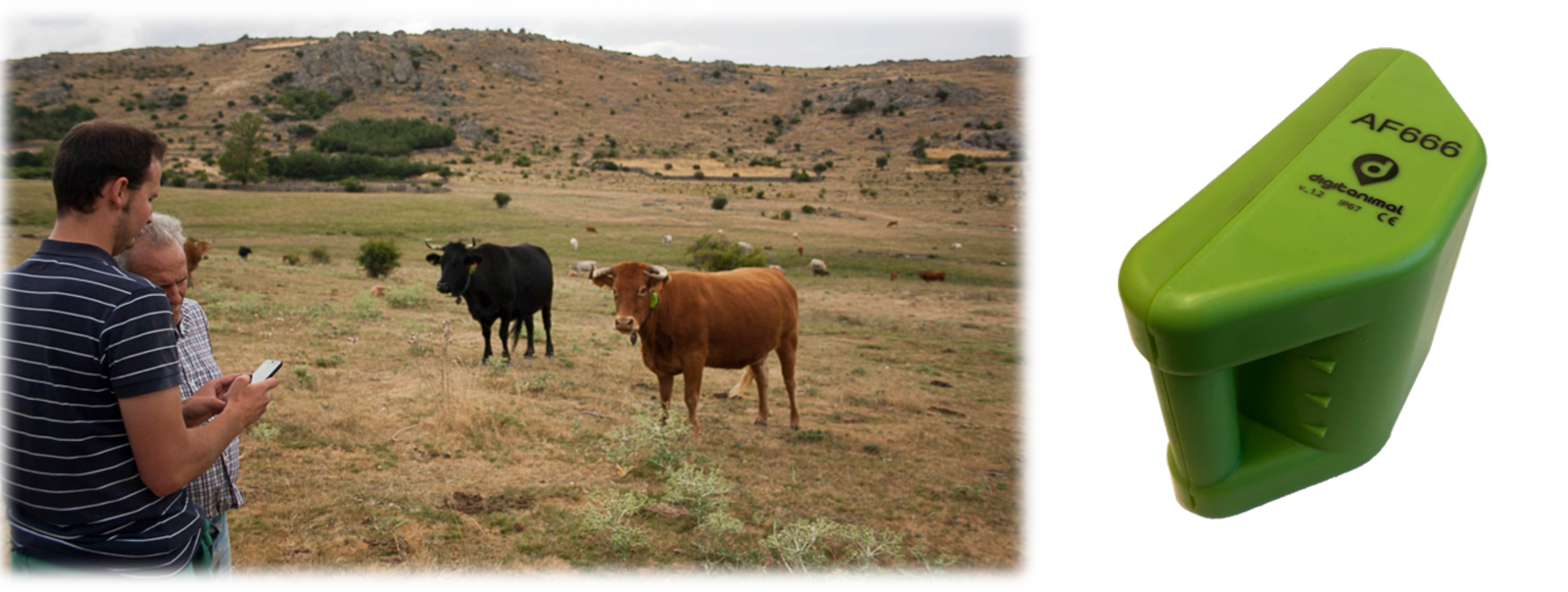 Animales monitorizados con collares de posicionamiento y actividad. Detalle sensor (dcha.).