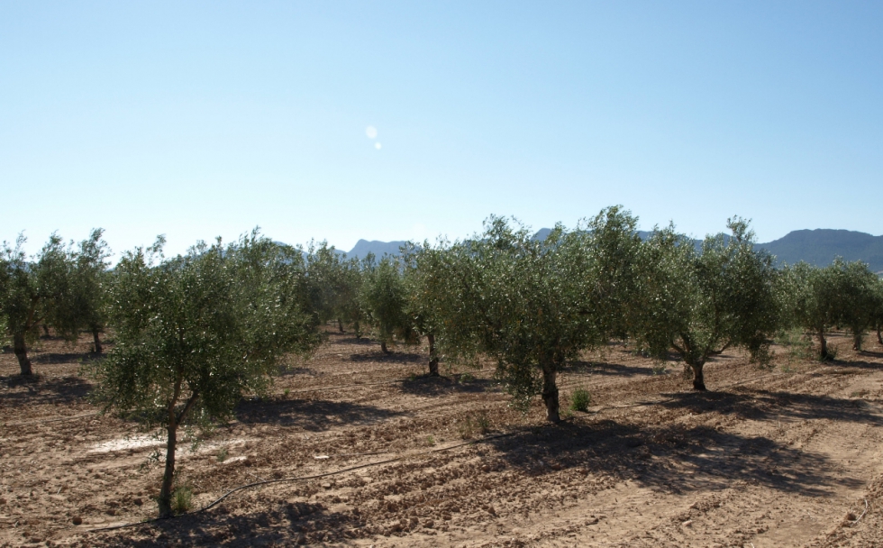 Variedades de olivo plantas en el Centro de Demostracin Agraria 'La Maestra'