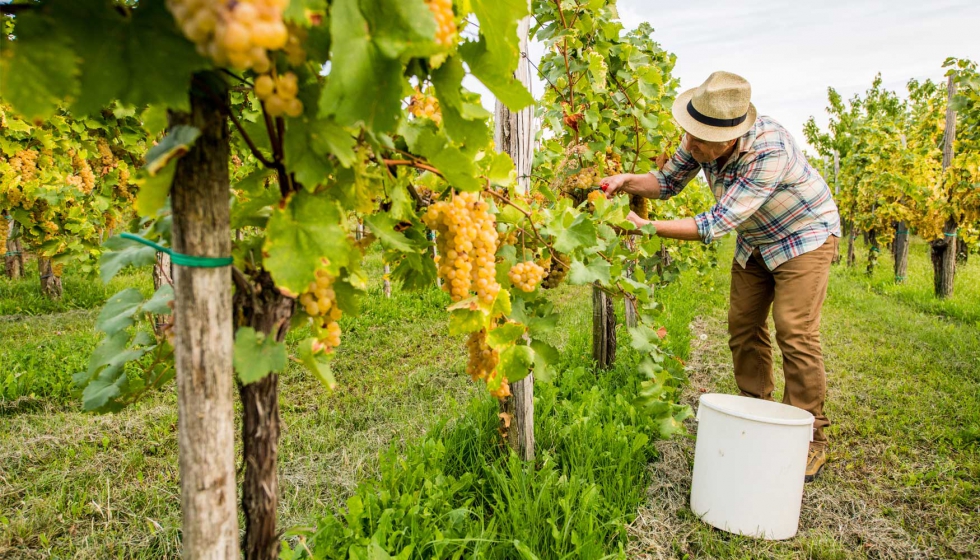 Un recolector recoge las uvas Nebbiolo, que se utilizan para elaborar el vino Barolo, durante la cosecha en el campo de Langhe, en Serralunga D'Alba, al noroeste de Italia, el 12 de octubre de 2019. B