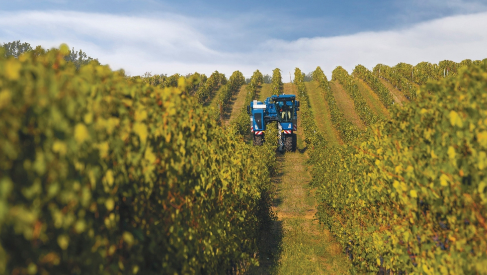 Para apoyar al sector vitivincola se distribuyen 163,9 millones de euros