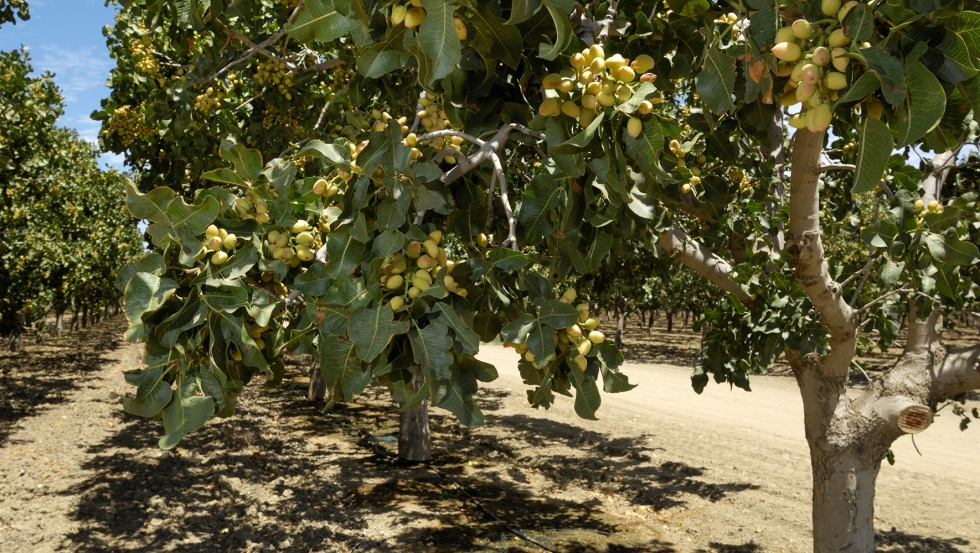 El pistacho, un cultivo en expansión en España