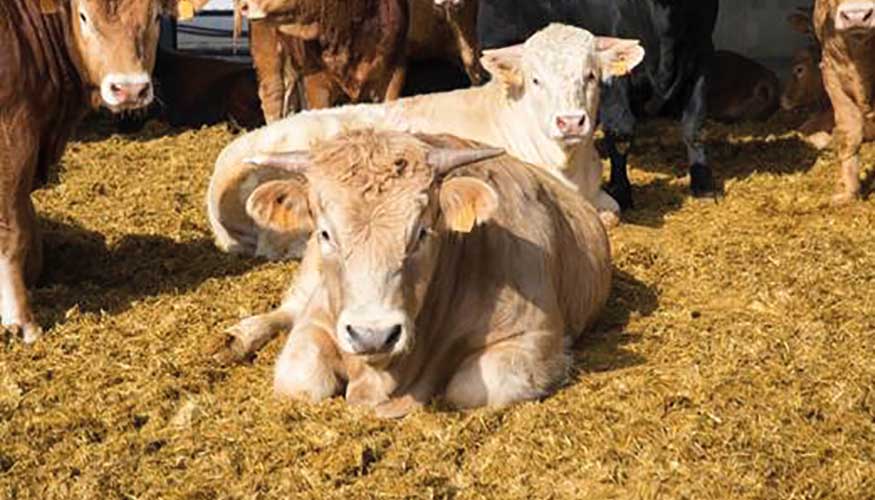 La Regin de Murcia cuenta con ms de 100.000 cabezas de ganado bovino