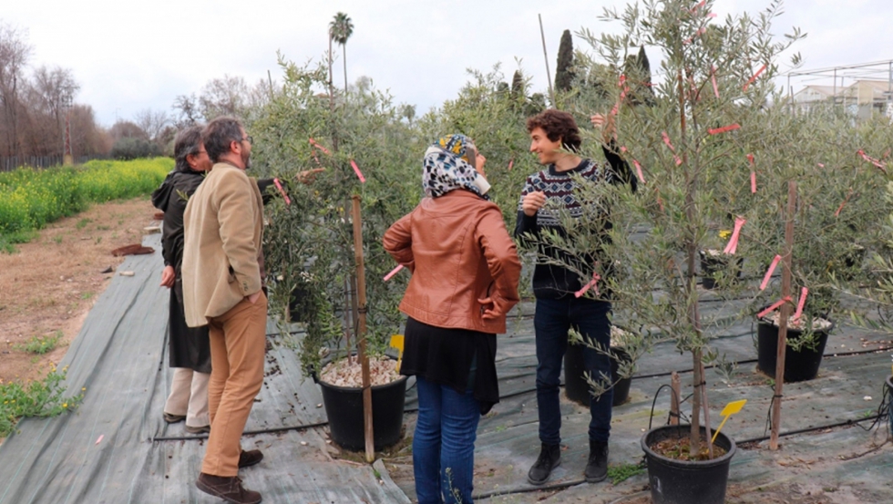 El proyecto europeo Olive-Miracle desarrolla un modelo que pronostica el comportamiento del olivar frente al cambio climtico en todo el...