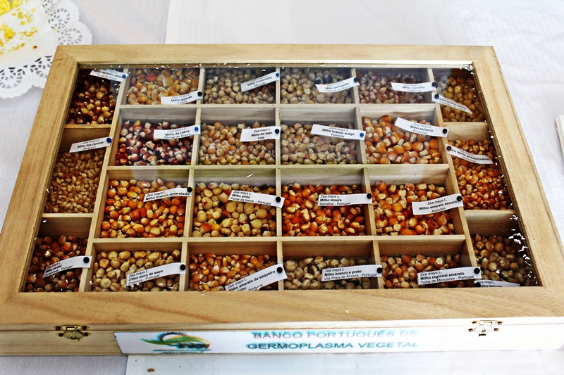 Germoplasmas e bancos de sementes um