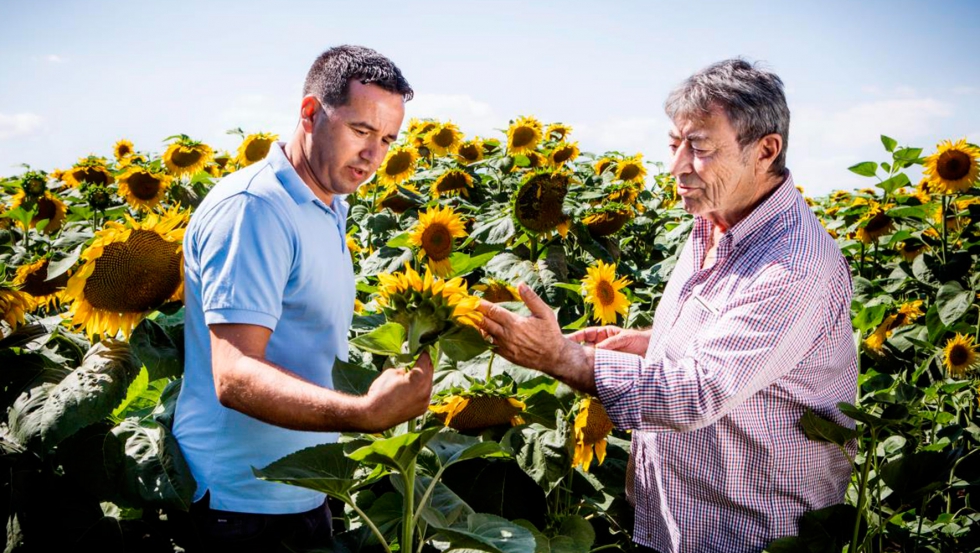 BASF firma un acuerdo con Euralis y entra en el mercado de las semillas de  girasol - Grandes cultivos