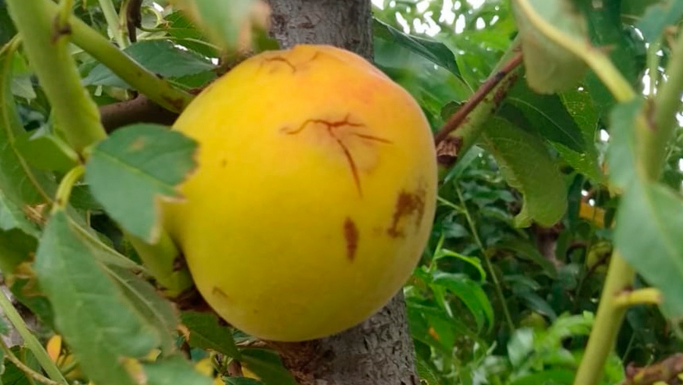 Fruta afectada por los recientes pedriscos