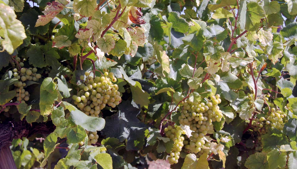 El proyecto MINORVIN valorizar las variedades minoritarias de la vid evaluando su potencial para mitigar el cambio climtico en la viticultura...
