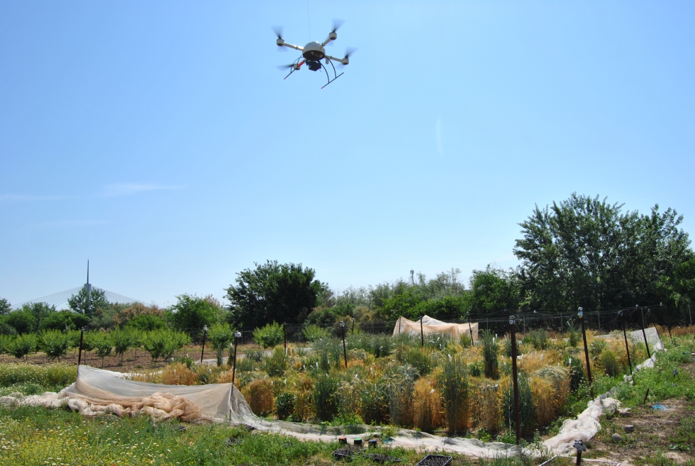 El dron sobrevuela los cultivos durante los experimentos
