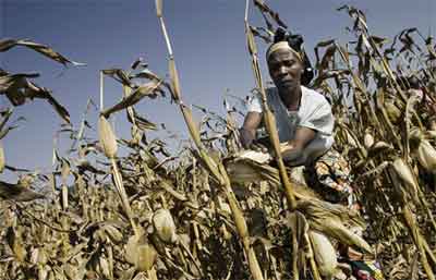 Las consecuencias del cambio clim�tico ser�n perjudiciales para cientos de millones de peque�os agricultores...