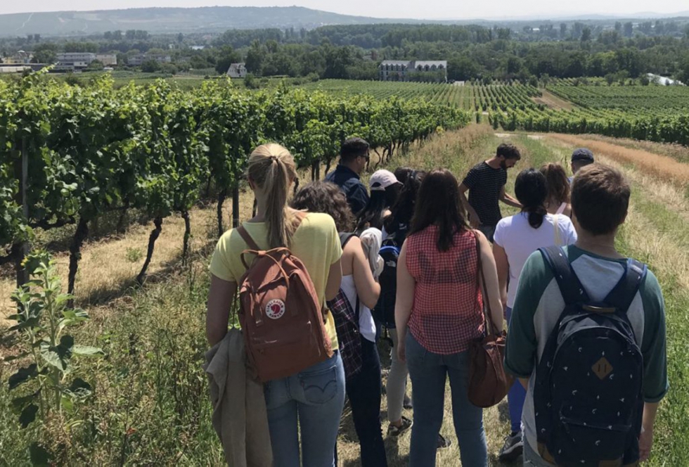 Estudiantes de cinco universidades europeas, entre ellas la URV, durante el trabajo de campo de la escuela de verano sobre viticultura ecolgica...