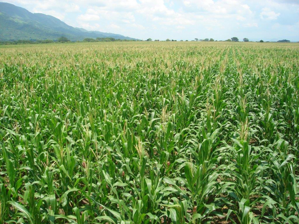 Controversia con las tasaciones efectuadas en el cultivo de maz en Castilla y Len