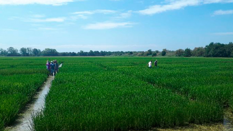 Se estn secuenciando cientos de variedades de arroz buscando nuevos genes relacionados con la tolerancia a la salinidad para mejorar en el futuro...