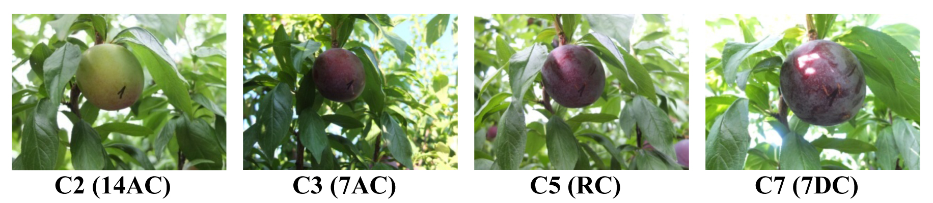Figura 3. Evolucin del color visual de ciruelas Primetime durante el desarrollo y maduracin de los frutos en el rbol...