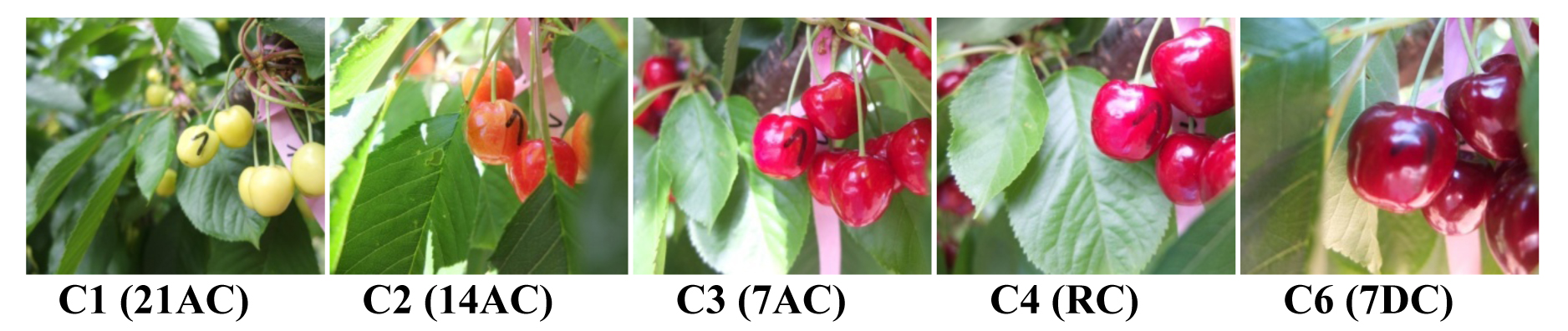 Figura 8. Evolucin del color visual de cerezas Lapins durante el desarrollo y maduracin de los frutos en el rbol