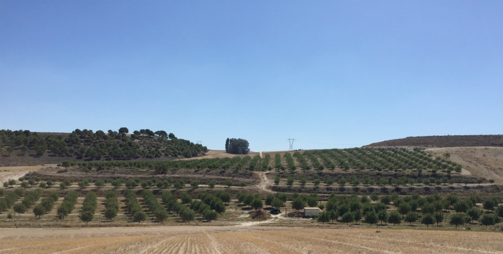 Plantacin de almendro en Castilla y Len