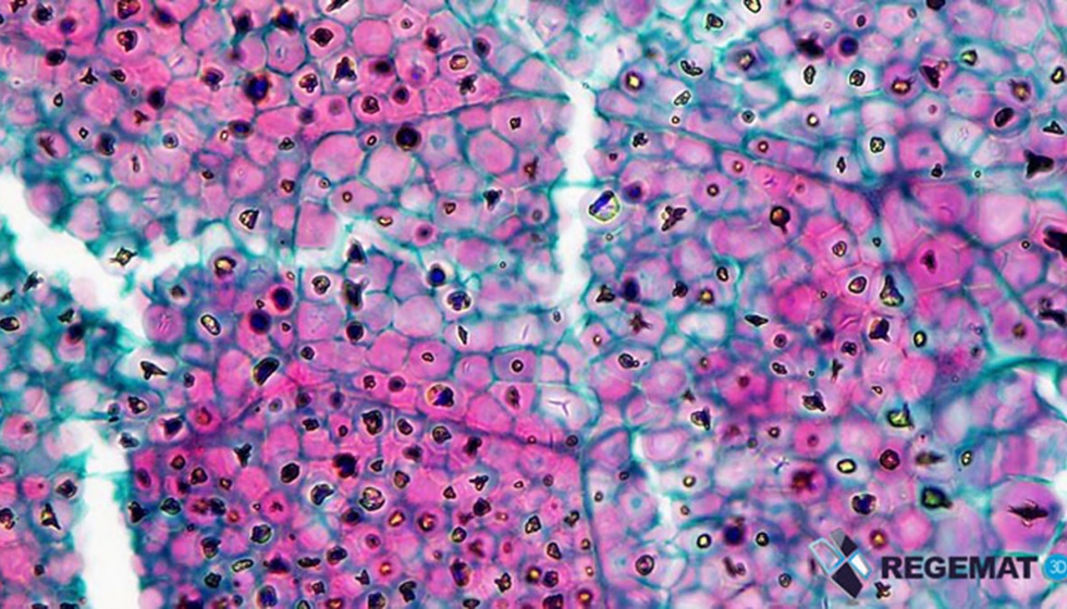 El desarrollo de clulas in vitro para la investigacin farmacutica visto desde un microscopio