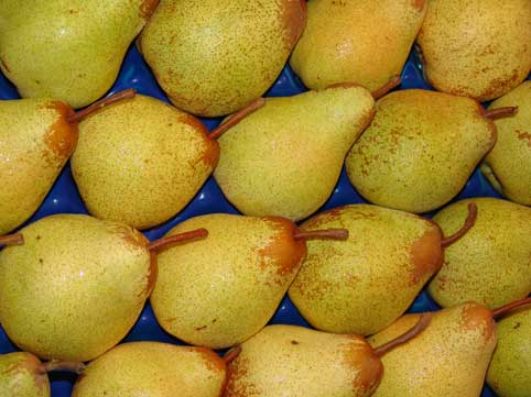 Uno de los proyectos ms relevantes del Irta es Fruit Futur, que tiene como finalidad obtener nuevas variedades de manzana, pera...