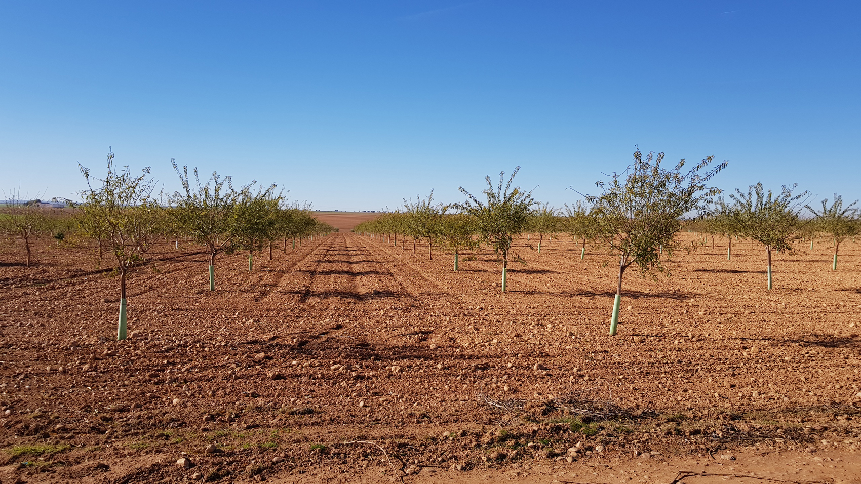 Plantacin tradicional de almendro en secano frescal sobre patrn GF-677 con un marco de plantacin de 7 x 6 m...