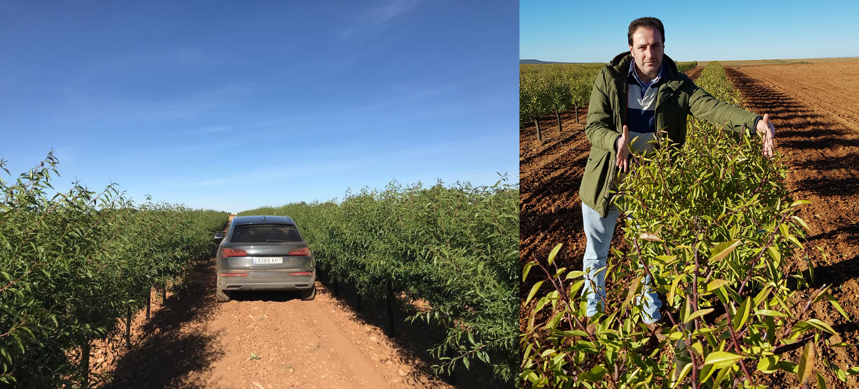 Primera plantacin de almendro autoenraizado variedad Soleta (lnea izquierda de la foto...