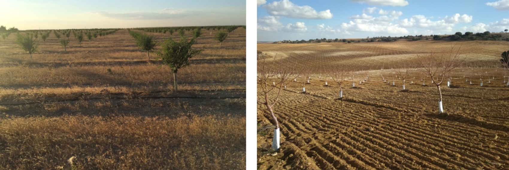 Fig 4: Plantaciones intensivas en Valladolid y Zamora con riego en superficie y riego enterrado