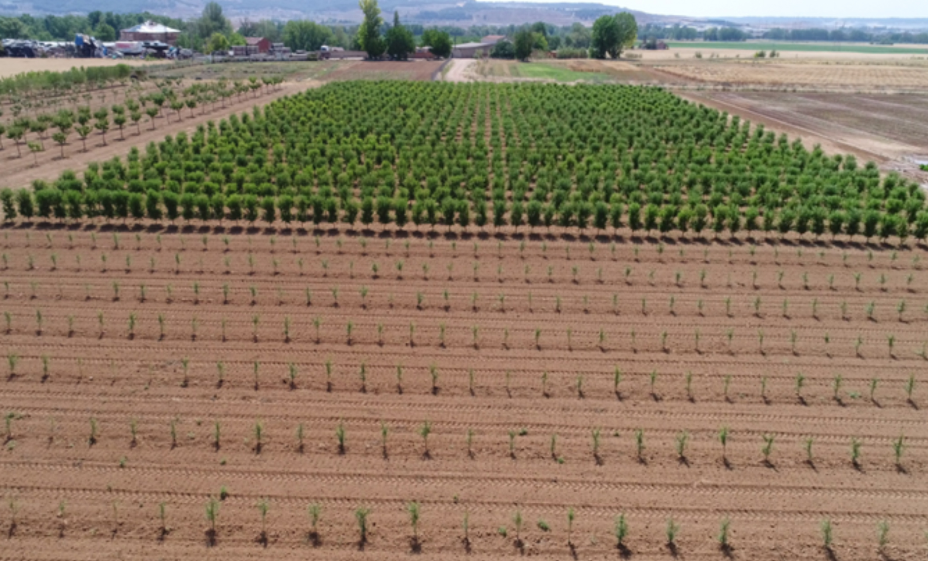 Figura 5: Ensayo de variedades en alta densidad en el Instituto Tecnolgico Agrario de Castilla y Len (ITACyL). (Valladolid)...