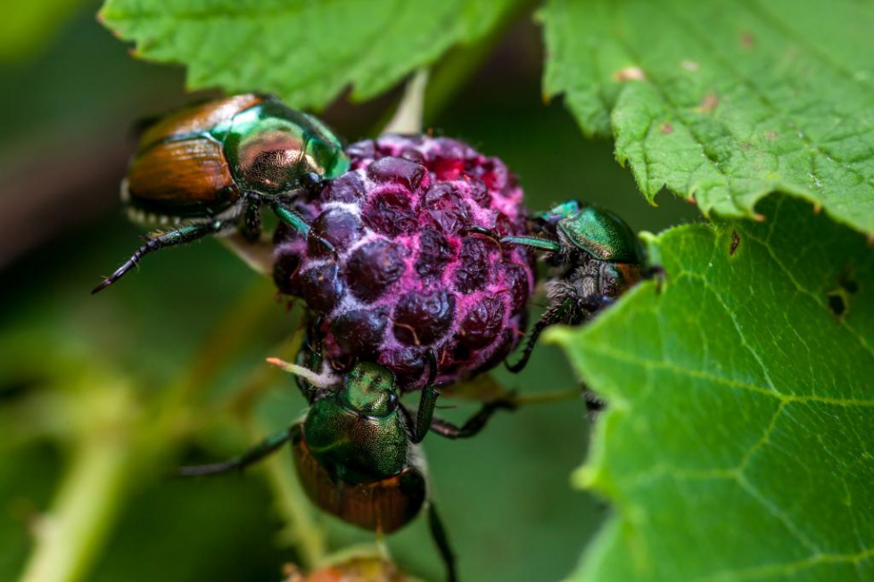 Escarabajo japons, una de las veinte plagas de cuarentena