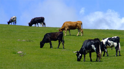 Las vacas creadas por Biosidus aumentarn la produccin lechera un 20 por ciento y a menor coste. Foto: Santiago Masquelet...
