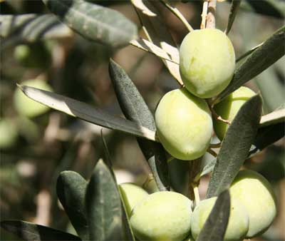 Tarragona will host in March the 'II National Conference of olive growing'. Photo: Stephanie Berghaeuser