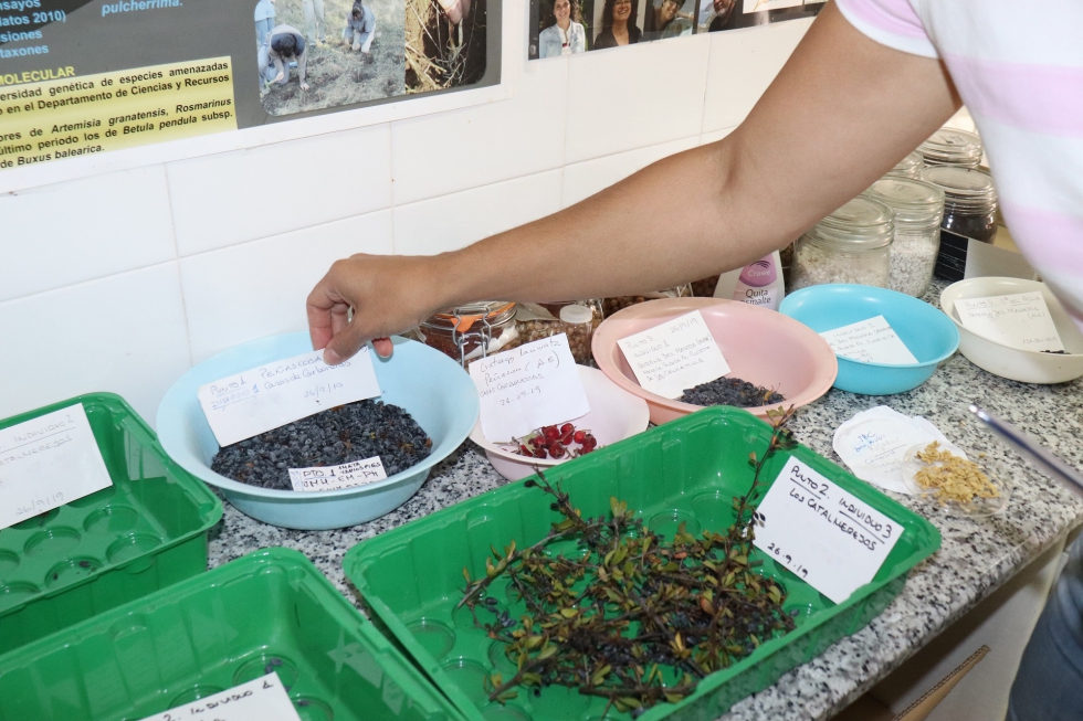 Semillas de agracejo y otros frutos recogidos en Alcaraz (Albacete)