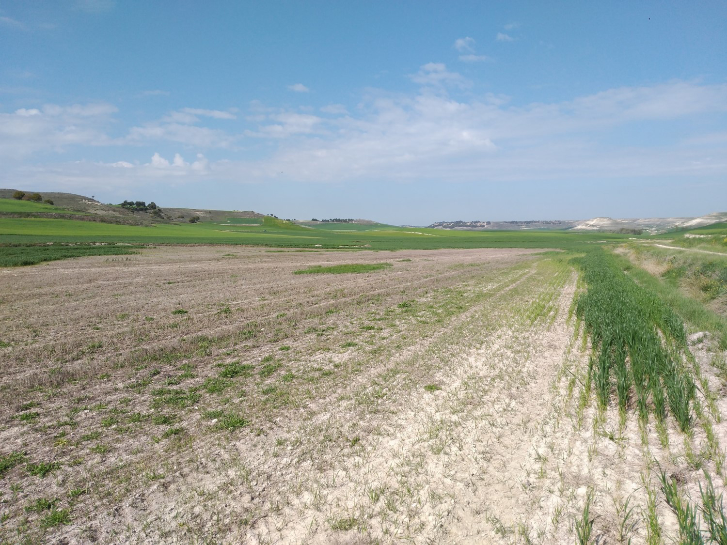 Imagen 6. Parcela con fuerte afectacin. Castrodeza (Valladolid)