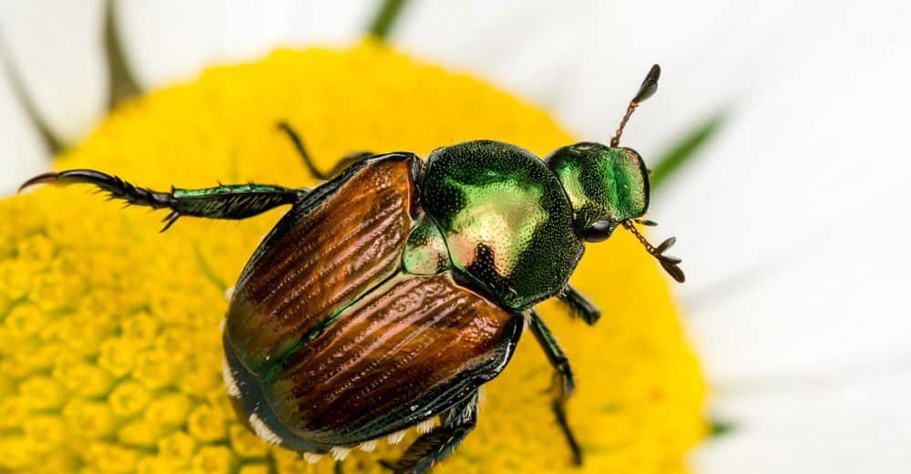 Es escarabajo japons, que afecta a cultivos como el maz o la soja, es una de las 20 plagas sobre las que la UE pone el foco...