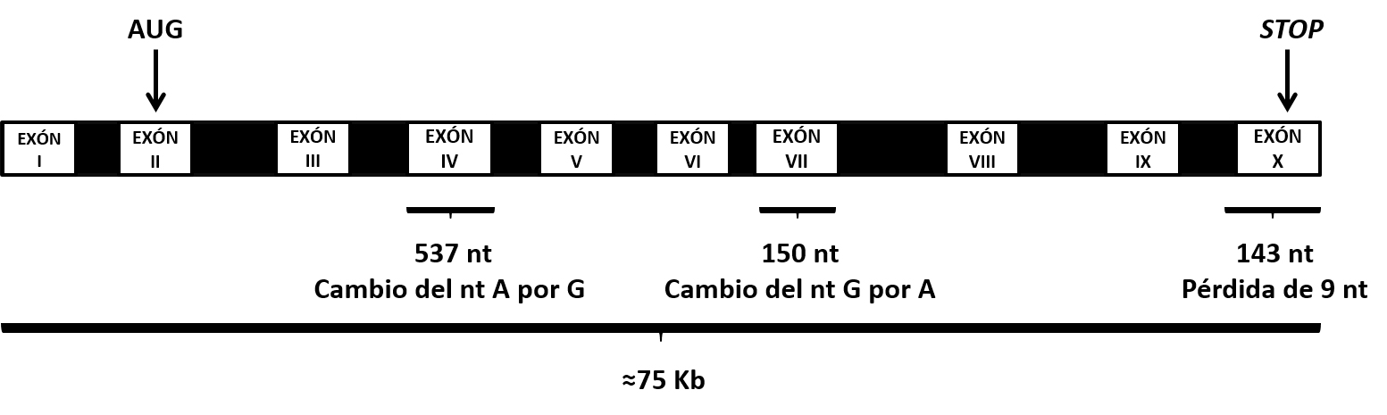 Figura 3. Esquema del gen 'ace' en B. oleae que lleva la informacin gentica para la sntesis de la protena acetilcolinesterasa...