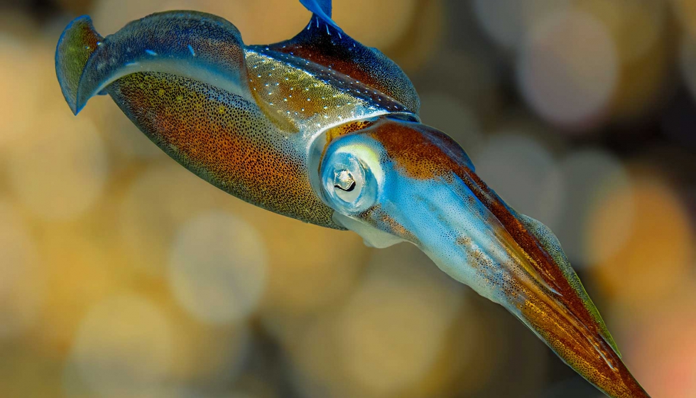 Los pigmentos omocromos producen los colores caractersticos de las sepias, los calamares y otros invertebrados. Foto: Betty Wills (Atsme)...