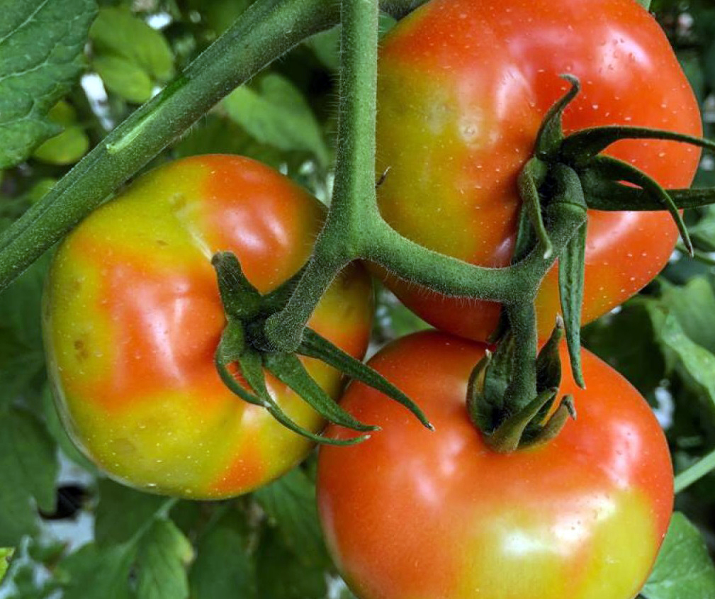 Foto 2. Sntomas de ToBRFV en frutos de tomate (Foto: Salvatore Davino)