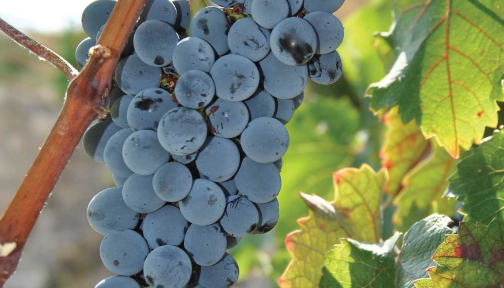 La variedad ancestral Pirene, cultivada por Familia Torres, est entre los vinos favoritos del crtico del New York Times...
