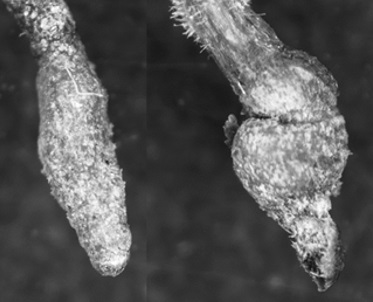 Sntomas en la raz a causa del parasitismo de nematodos, en este caso ocasionado por un nematodo de mbito ectoparsito...