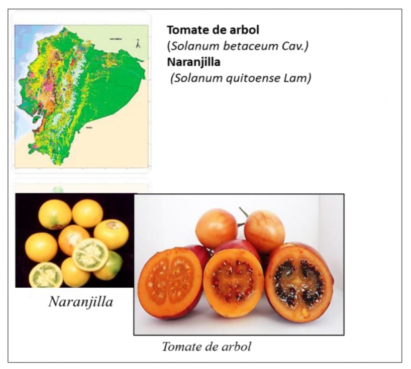 Proyecto para el desarrollo de nuevas variedades de naranjilla y tomate de  árbol - Horticultura
