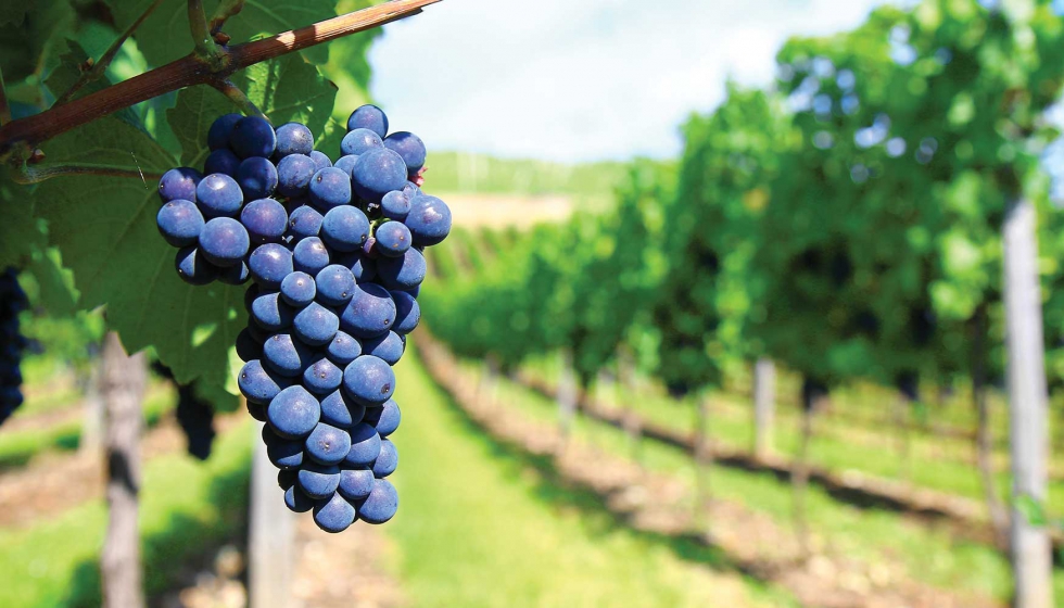 La evaluacin del potencial fenlico de la uva con estas herramientas tiene un gran inters en viticultura de precisin para mejorar la calidad de...