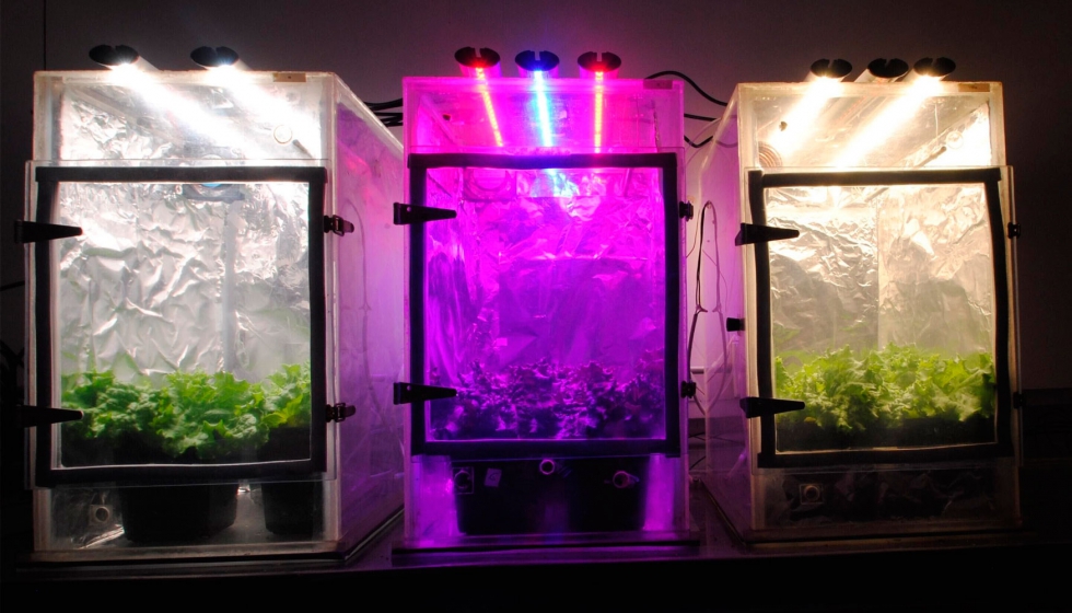 LED rojo y azul para mejorar el crecimiento de las plantas