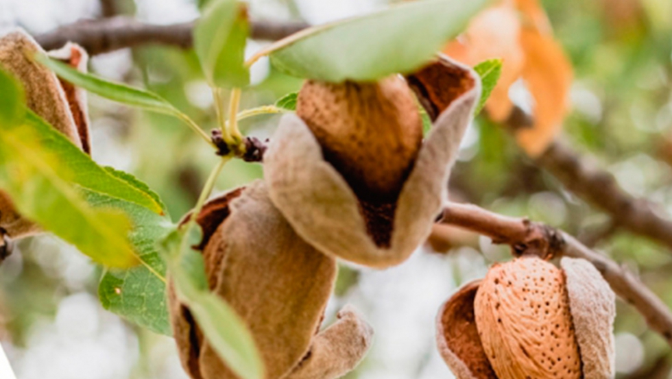Espaa es el tercer pas productor de almendra y el dcimo de pistacho