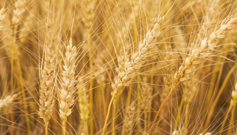 Caracterización y comportamiento de las nuevas variedades de trigo blando -  Grandes cultivos
