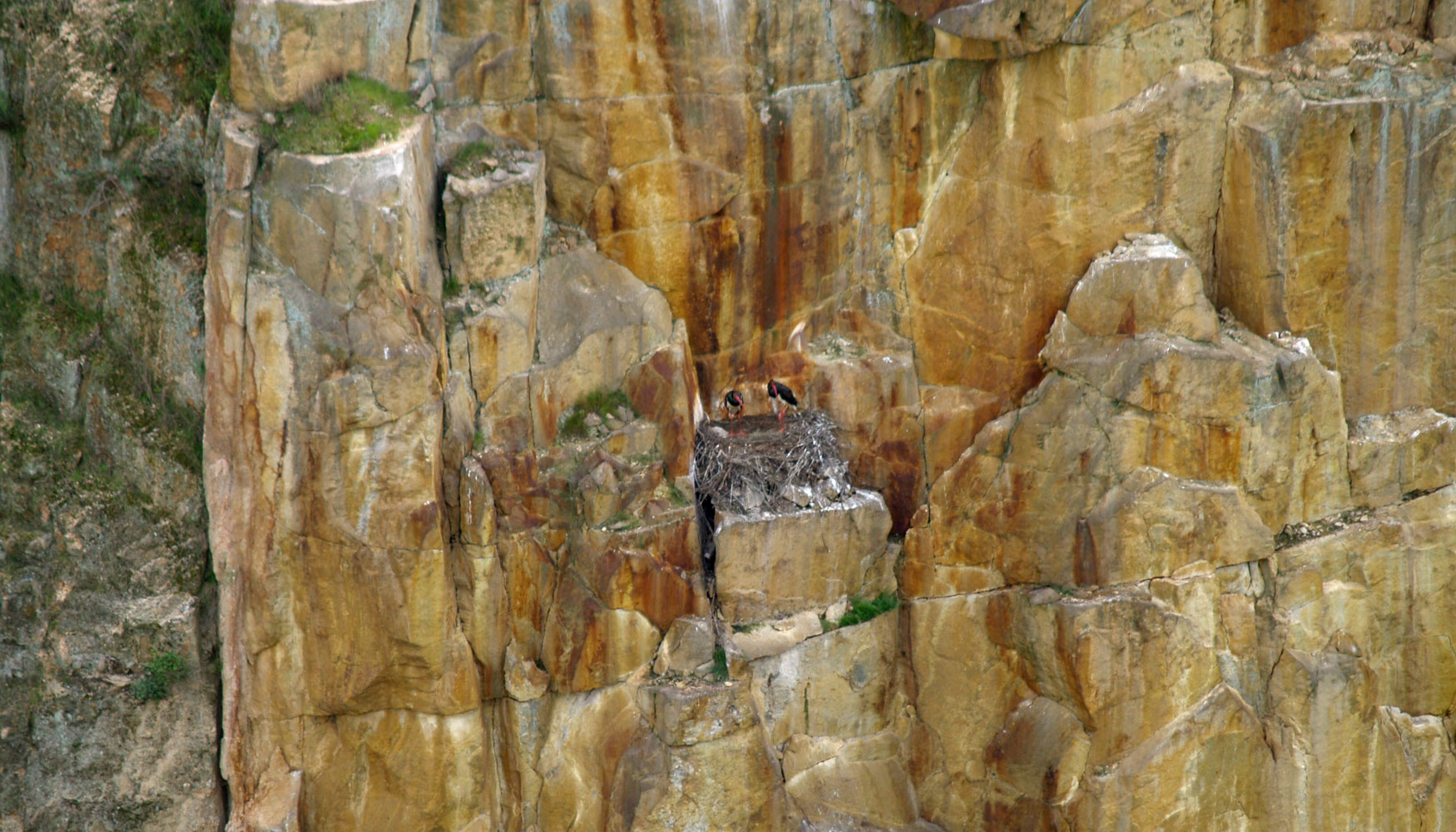 Fig 11. Nido de cigea negra construido sobre la antigua corta de Barruecopardo. Fuente: Ormonde mining