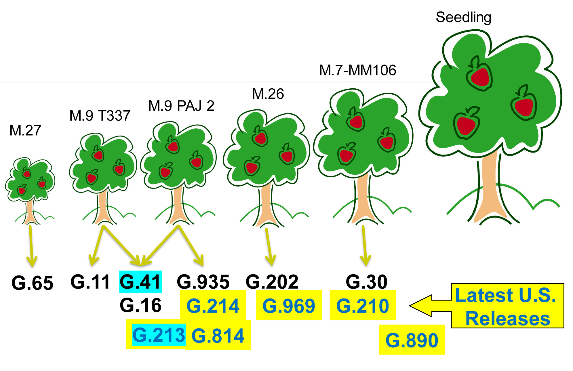 Figura 3: Vigor conferido por diferentes patrones de manzano de la serie 'Geneva' respecto a los de referencia de las series M, MM y francos (Fuente...