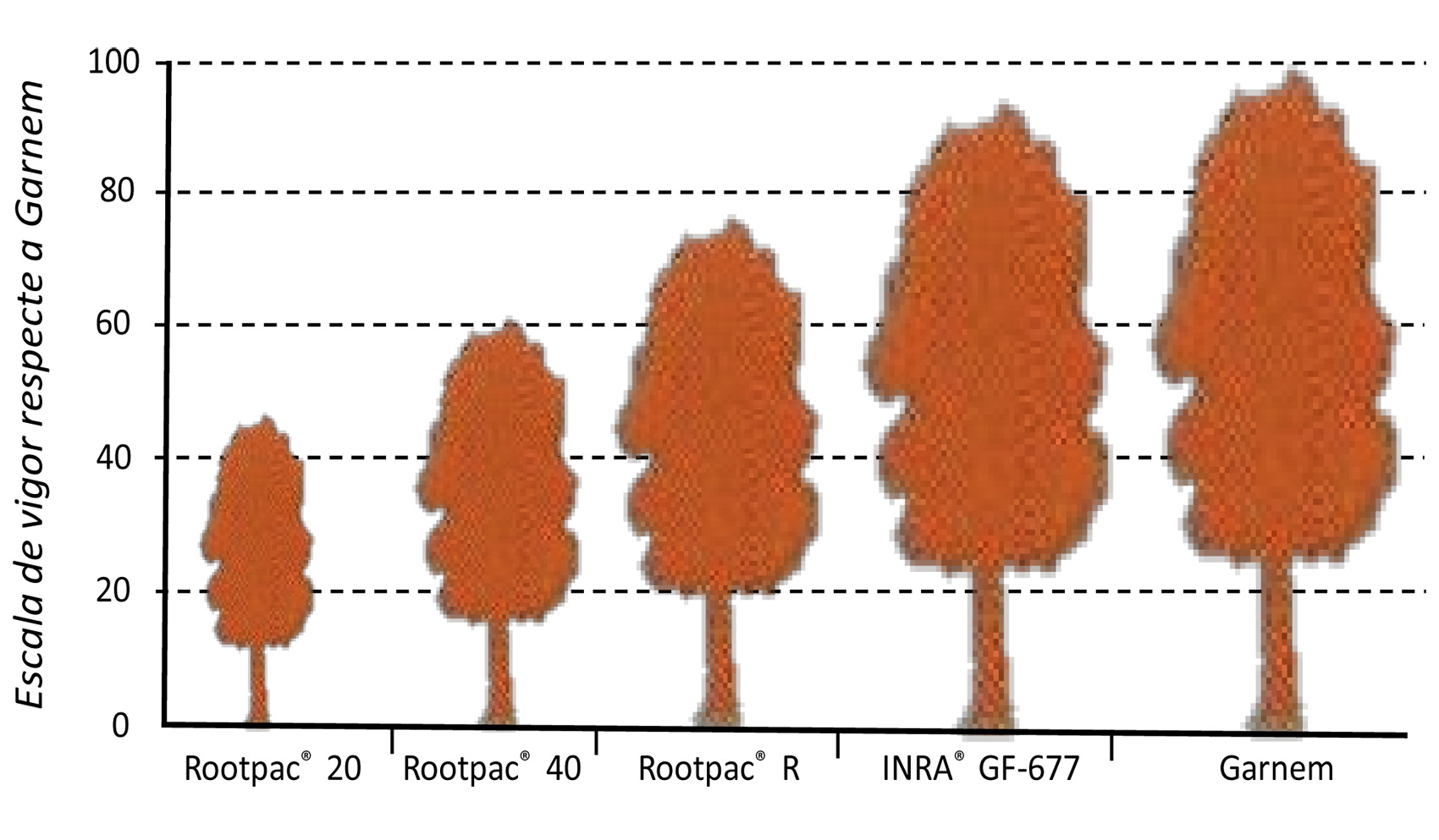 Figura 4: Vigor conferido por diferentes patrones de melocotonero de la serie 'Rootpac', respecto a los de referencia: Garnem y GF-677...