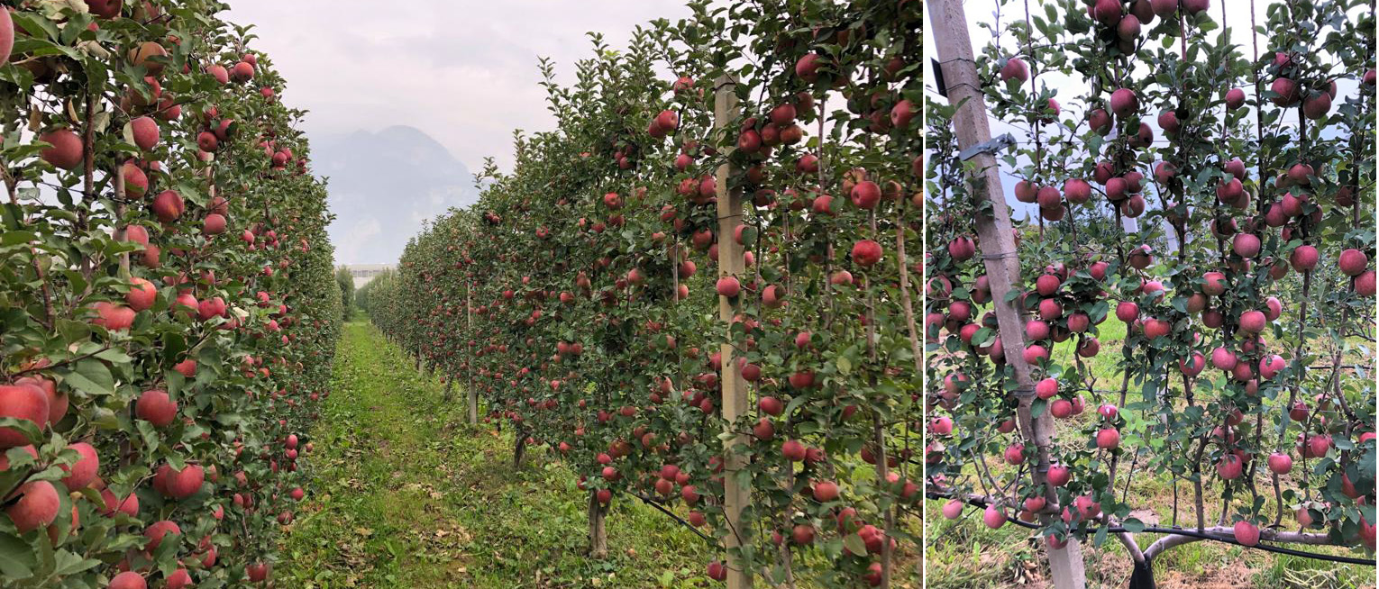 Sistema de formacin en Guyot doble en el Trentino (Italia) con la variedad Galant/M9 en su tercer ao de plantacin antes de la recoleccin...