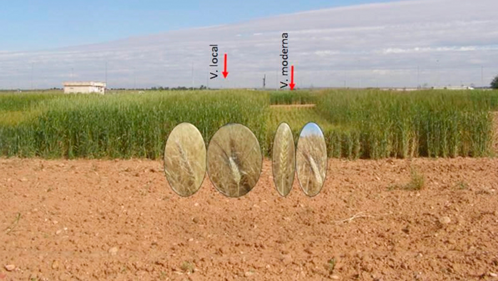 El anlisis genmico de las variedades locales espaolas de trigo descubre su variabilidad y el potencial para su uso en la mejora del...